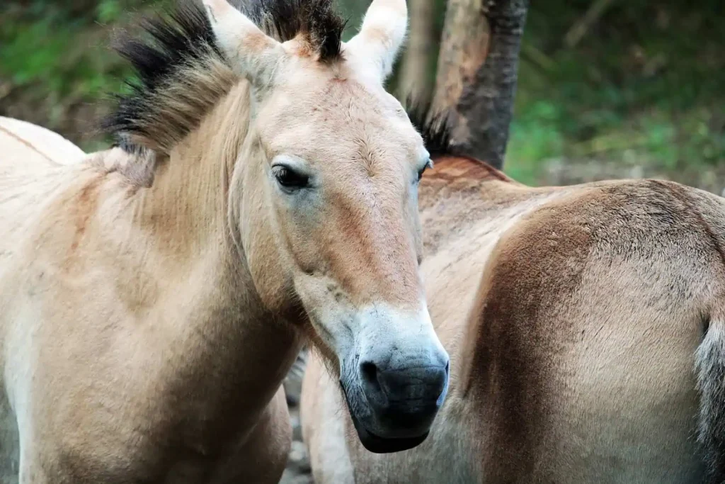Europe’s Horses Weren’t “Przewalski”