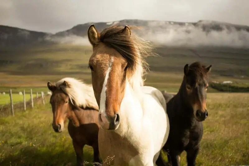 Rewilding with feral horses
