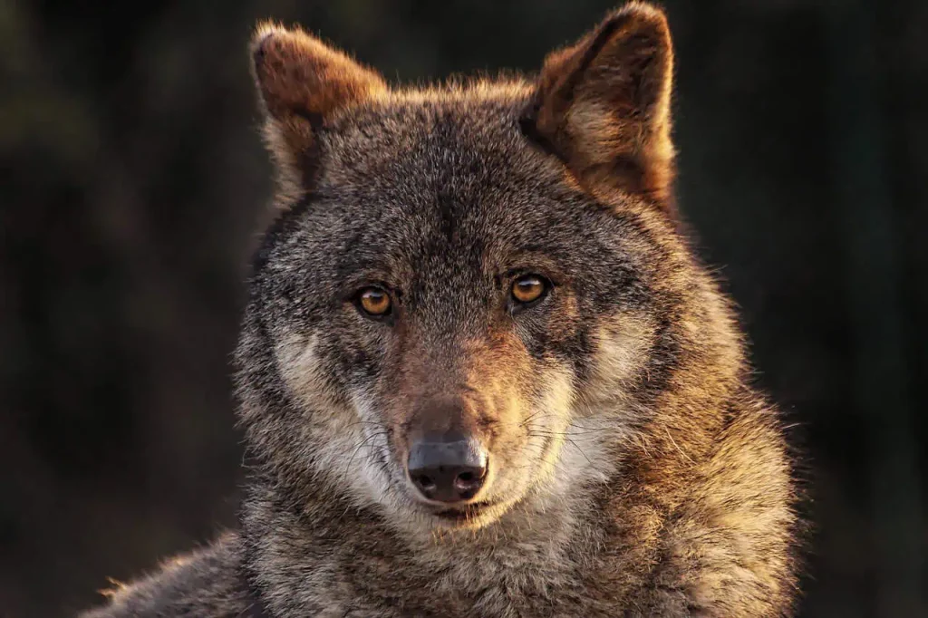 Wolf genome