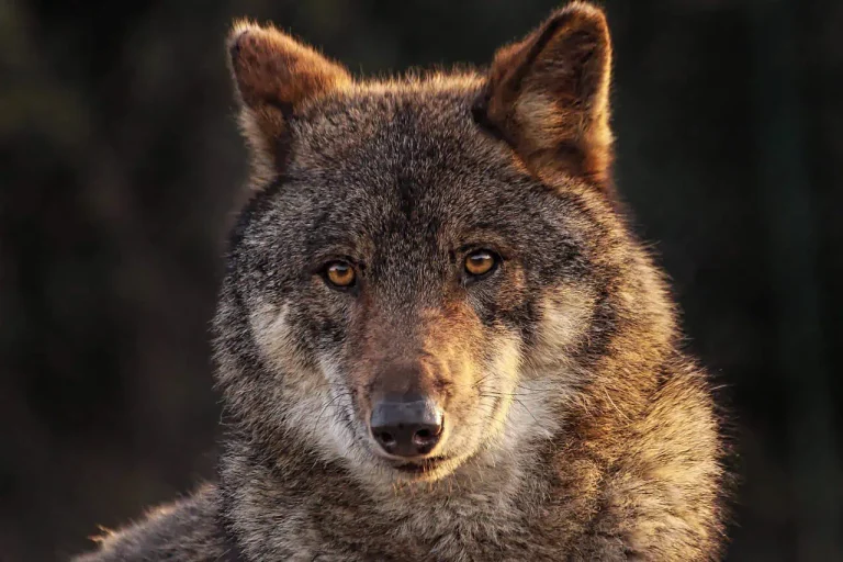 Wolf genome