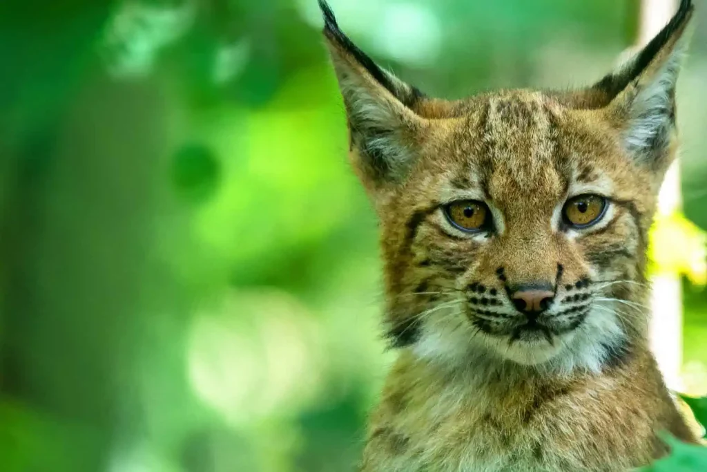 ASSESSING THE FEASIBILITY OF LYNX RECOLONISATION IN THE NETHERLANDS