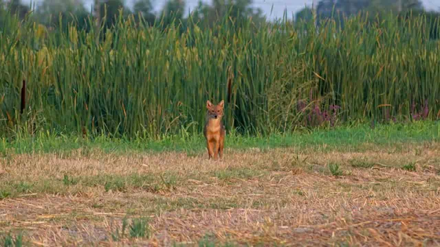 Golden jackal