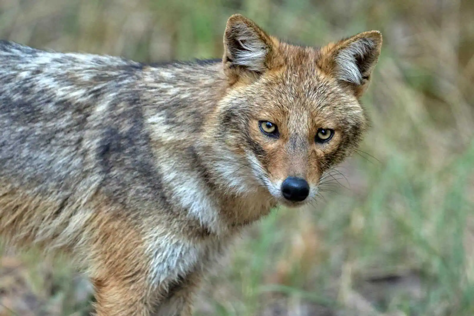 Golden jackal