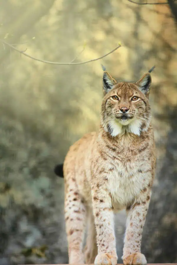 Eurasian lynx (Photo: Abhishek Singh / Unslpash)