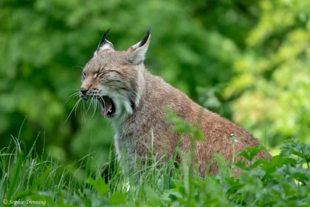 Assessing the feasibility of Eurasian lynx recolonisation of the Netherlands