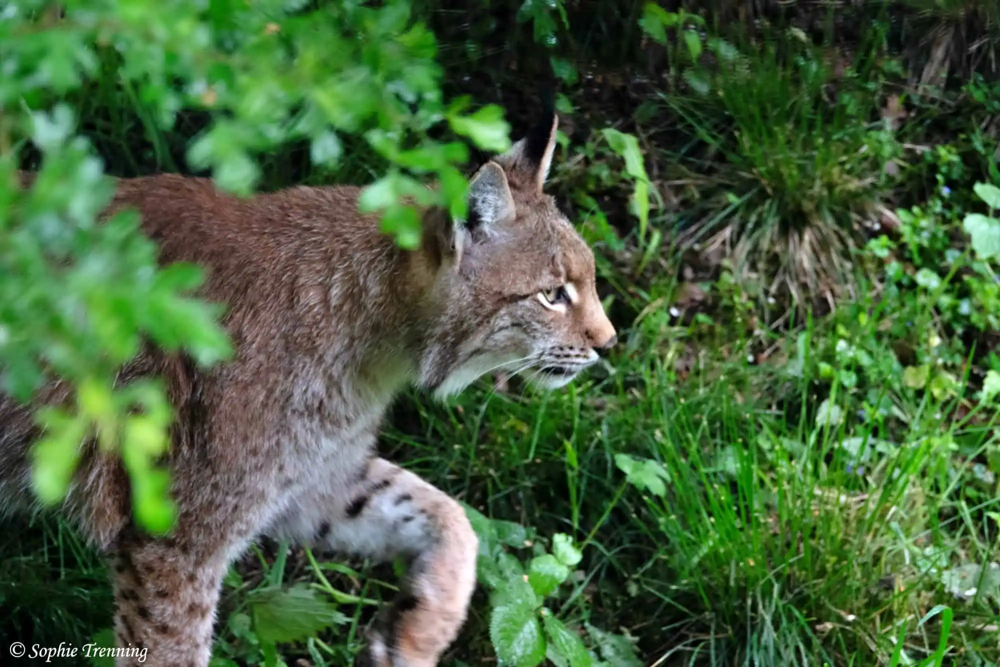 Assessing the feasibility of Eurasian lynx recolonisation of the Netherlands Photo: Sophie Trenning)