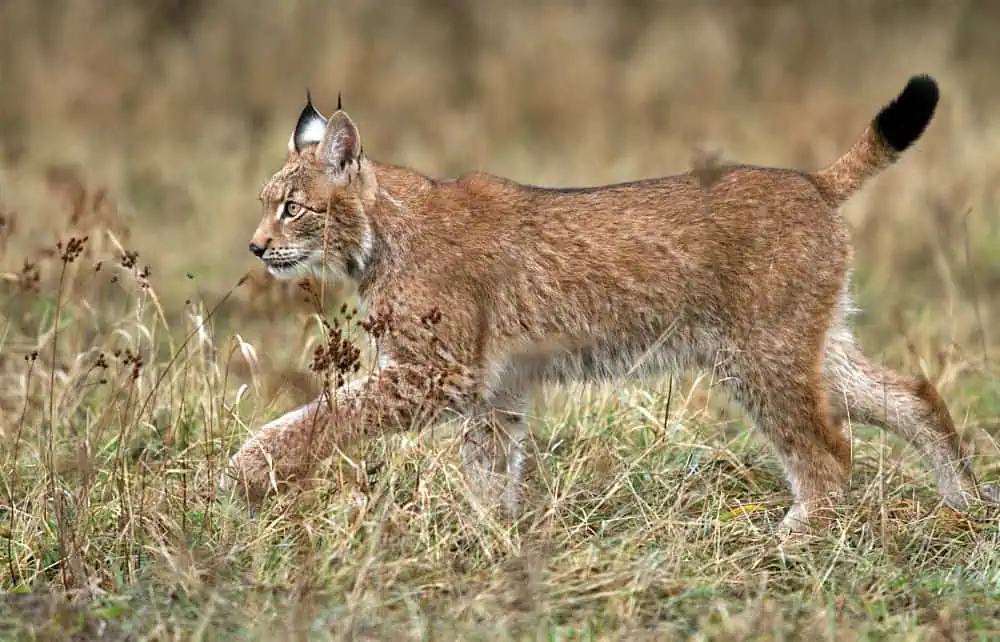 Eurasian lynx (Photo: Zdeněk Macháček / Unsplash)