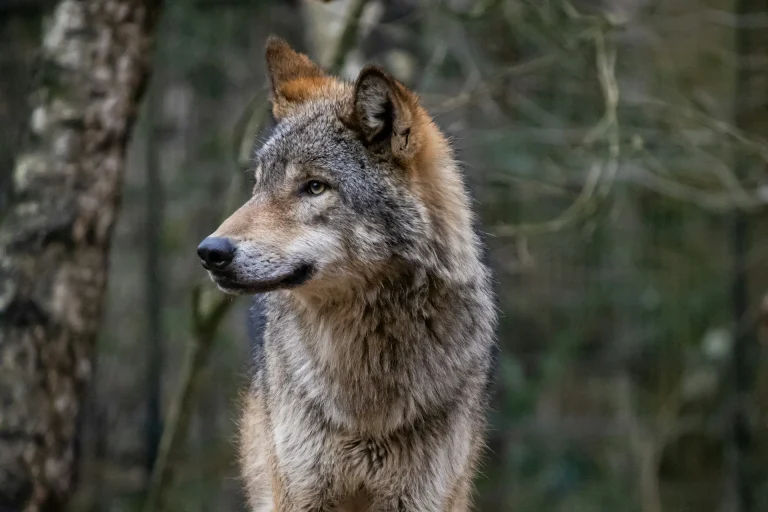 Wolf